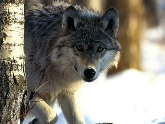 Wolf Wolves Wallpaper
