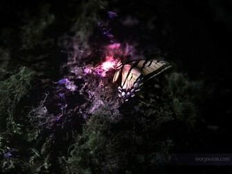 Butterfly Wallpaper Butterflies