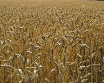 Corn Field Weizenfeld