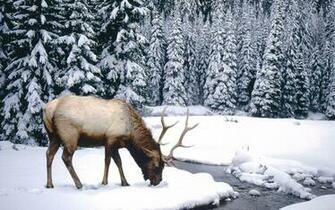 Winter Scenes Animal Wallpaper