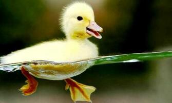 Pics Photos Cute Baby Animal Desktop Background Funny