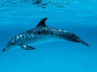 Dolphins Wallpaper Living 3d Jump Pictures