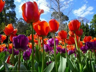 Beautiful Wallpaper For Desktop Tulip HD