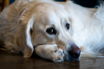 Landlords Will Have To Cap Pet Rent For Residents Under New Bill
