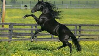 Friesian Horse HD Wallpaper Desktop Image