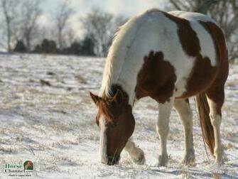 Screensaver And Desktop Wallpaper Of Winter Equine Scenery