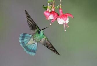 Flowers For Flower Lovers And Humming Birds Pictures