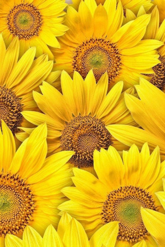 The Fatal Gift Of Beauty Wallpaper
