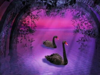Black Swans In Purple Nature Wallpaper HD