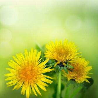 Green Background With Dandelions Gallery Yopriceville High
