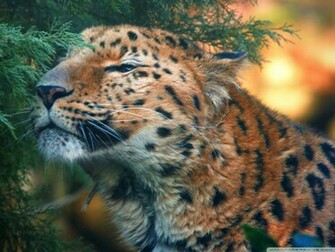 Cute Amur Leopard Phone Wallpaper By Lilone69