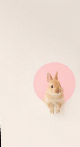 Wallpaper Cute Bunny iPhone Photo Sky