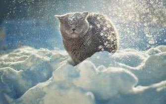 Foto Van Een Kat Buiten In Sneeuwstorm HD Winter Wallpaper
