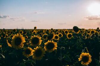 Picalls Field Of Sunflowers By Rodion Kutsaev