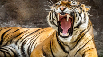 Tiger 4k Ultra HD Wallpaper And Hintergrund