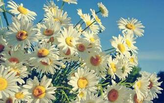 Daisy Wallpaper Background