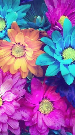 iPhone Colorful Wallpaper Flowers HD Flower