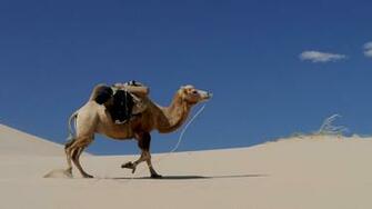 Camel Walking On Desert Sand HD Wallpaper Stream