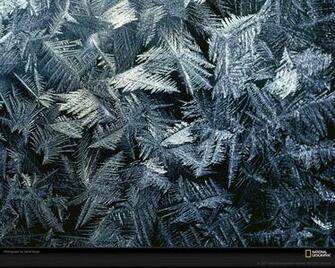 Frost Picture Desktop Wallpaper