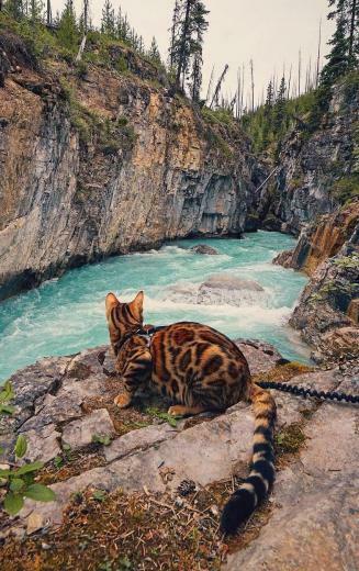 Amazing Bengal Cat Wallpaper iPhone 3d