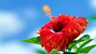 Hibiscus Wallpaper 4usky