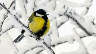 Bird In Winter Wallpaper HD Desktopinhq