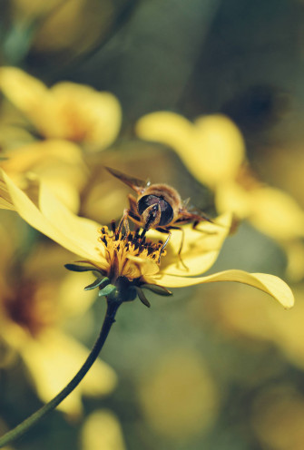 Flower Android Wallpaper