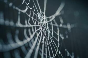 Of The Best Macro Wallpaper To Get Up Close And Personal