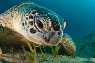 Water Animals Turtles Sea Under Wallpaper