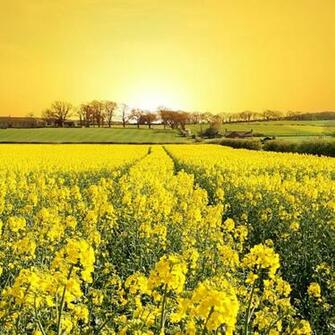 iPad Wallpaper Spring