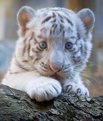 Animals Pictures Funny Wallpaper Diet