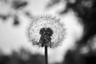 Dandelion Black And White Wallpaper In