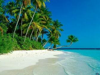 Sea Tropical Palm Trees Wallpaper High Resolution