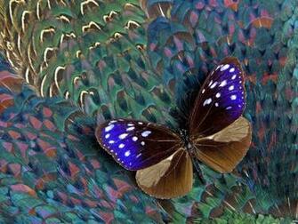 Select Rating Give Colorful Butterfly