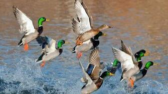 Ducks Flying Over Water X Close