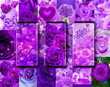 Purple Rose Love Live Wallpaper For Android Apk