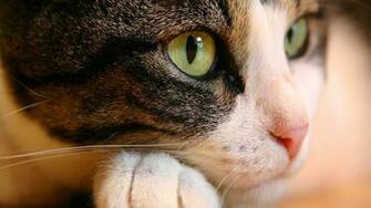 Cat Wallpaper