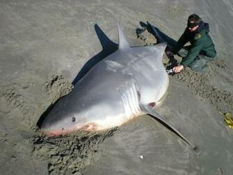 Great White Shark Image HD Wallpaper In Animals Imageci