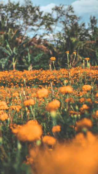 Celebrating Summer With Wildflower iPhone Wallpaper Preppy