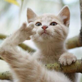 iPad Wallpaper Cat Id09 Animal New