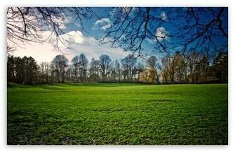 Beautiful Meadow Spring HD Wallpaper For Standard Fullscreen