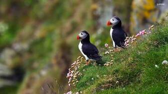 Puffin Wallpaper