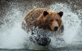 Brown Bear Splashing In Water Wallpaper Wallsev
