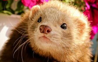 Ferret Wallpaper HD Background On Screencrot