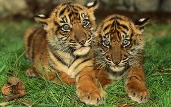 Baby Tigers Wallpaper Which Is Under The Tiger