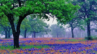 Oak Trees And Blue Bonnets Wallpaper Rand Paul R Ky How The