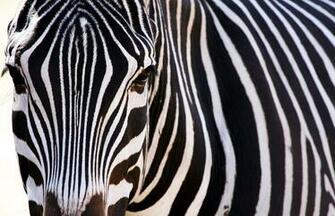 Animal Zebra Wallpaper