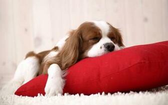 Cute Funny Puppies Wallpaper Kitten And Puppy