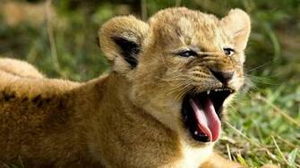 Animal Attitude Background Wild HD Wallpaper