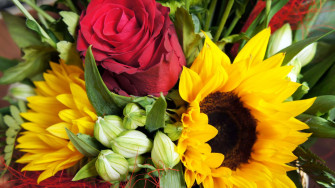 Sunflowers And Roses M3nb8z0ohadrwpkz Wallpaper